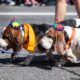 woodinville basset hounds parade