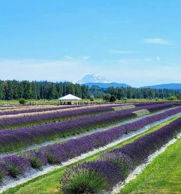 lavender mtrainier